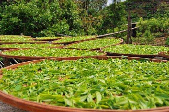 單叢茶十大香型以及常見(jiàn)品種大全，潮安鳳凰單樅十大名香歸類(lèi)