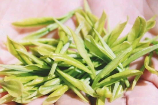 龍井是明前的好還是雨前的好，明前茶和雨前茶哪個好喝？