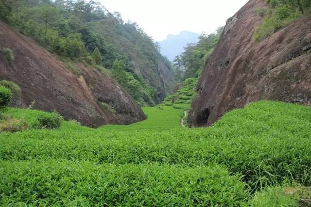 武夷山為什么盛產(chǎn)茶葉，武夷山茶為什么好喝？
