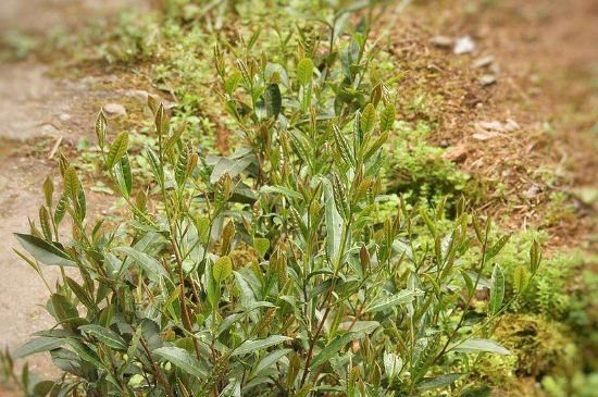 大紅袍四大品種有哪些，大紅袍的種類和著名品種特點介紹