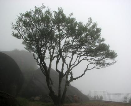 宋種一號價值為什么高，鳳凰單樅宋種1號價格與產(chǎn)量多少？