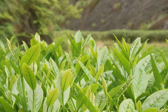 潮安鳳凰單叢十大名樅是什么，烏崠十大古樹名香品種介紹