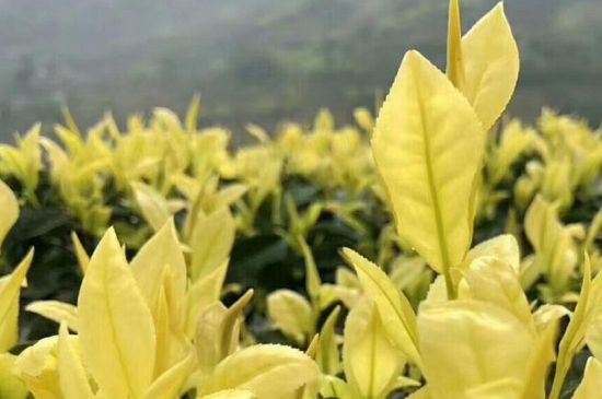 茶中奇葩黃金芽，安吉白茶中黃金芽的特點(diǎn)