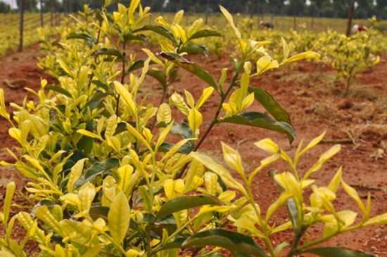 茶中奇葩黃金芽，安吉白茶中黃金芽的特點(diǎn)