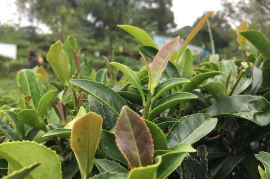 43號龍井屬于好茶嗎，龍井茶43號是什么意思？