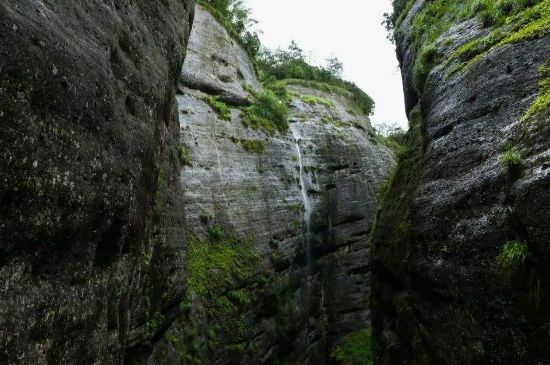 母樹大紅袍給誰喝了，為什么母樹大紅袍叫三棵六株？