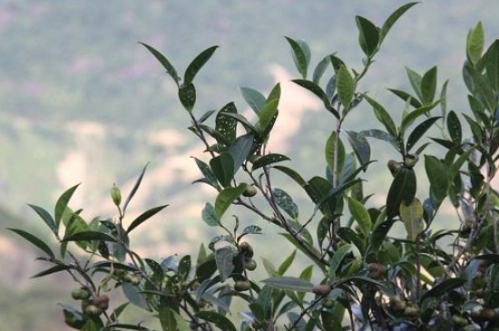 單叢茶十大香型以及常見(jiàn)品種大全，潮安鳳凰單樅十大名香歸類(lèi)