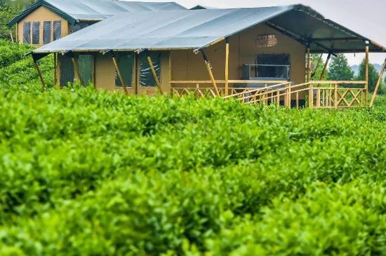 金壇雀舌算不算好茶，金壇雀舌屬于什么檔次茶葉？