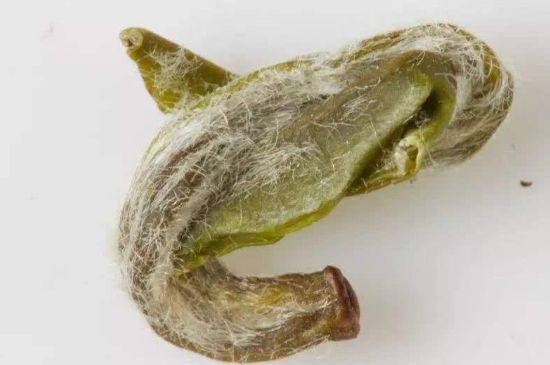 羊巖勾青是綠茶嗎，羊巖勾青茶屬于什么茶？