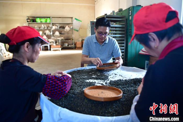 圖為張元豪在生產車間內與工人一起查看茶葉品質?！埍?攝